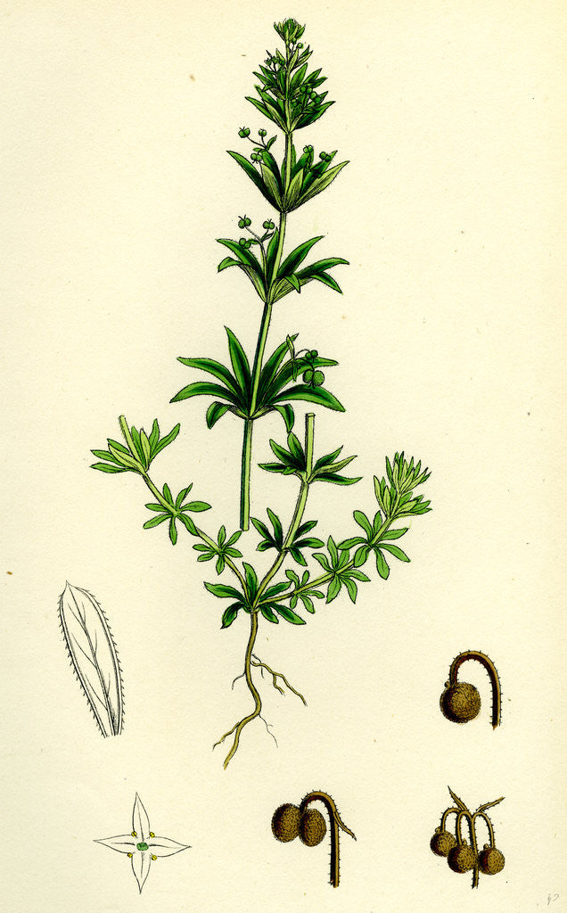 Detail of Galium Tricorne Rough Corn Bedstraw by Anonymous