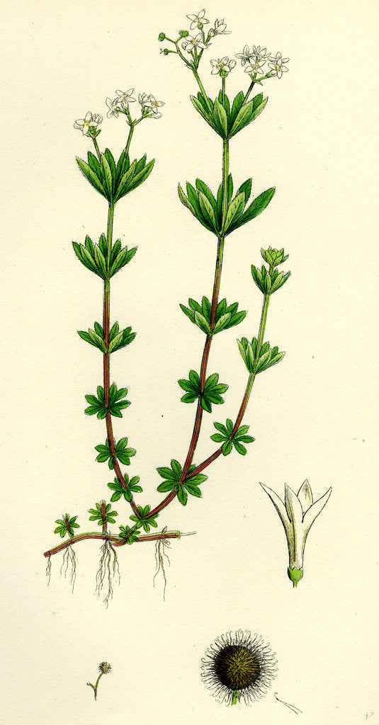 Detail of Asperula Odorata Sweet Woodruff by Anonymous