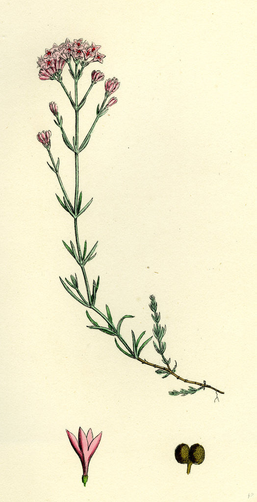 Detail of Asperula Cynanchica Squinancy-Wort by Anonymous