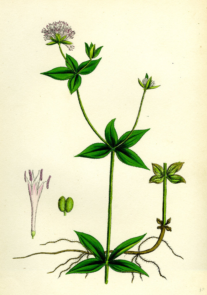 Detail of Asperula Taurina Four-Leaved Woodruff by Anonymous