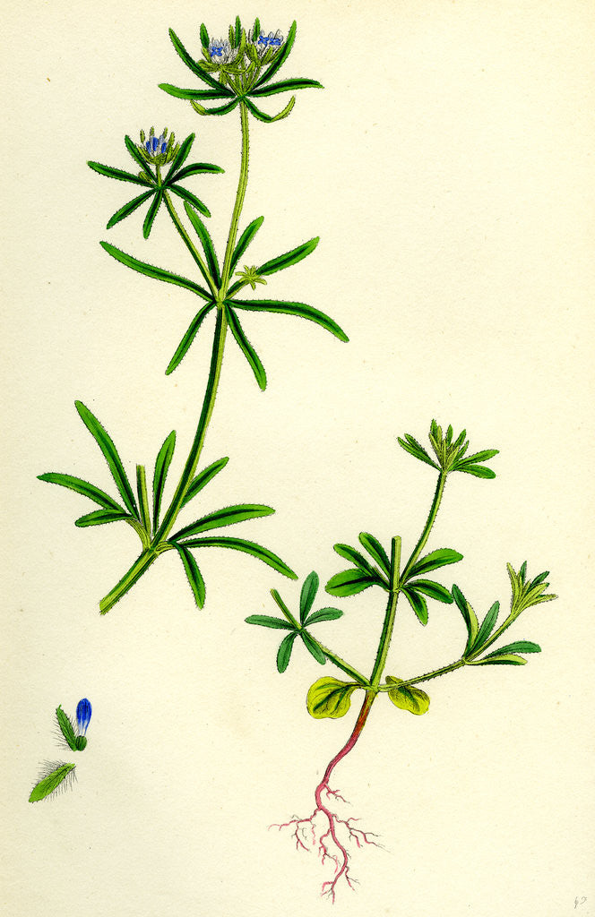 Detail of Asperula Arvensis Field Woodruff by Anonymous