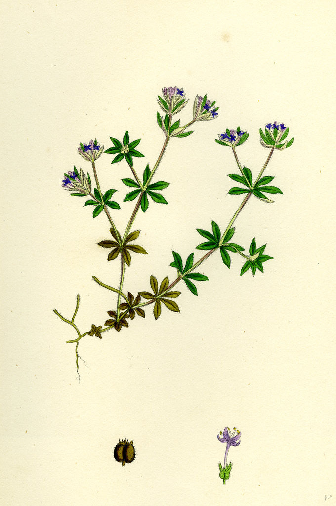 Detail of Sherardia Arvensis Blue Field Madder by Anonymous
