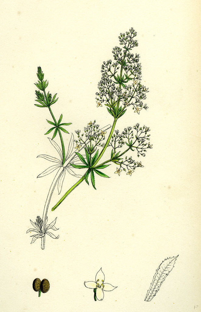 Detail of Galium Erectum Narrow-Leaved Great Bedstraw by Anonymous