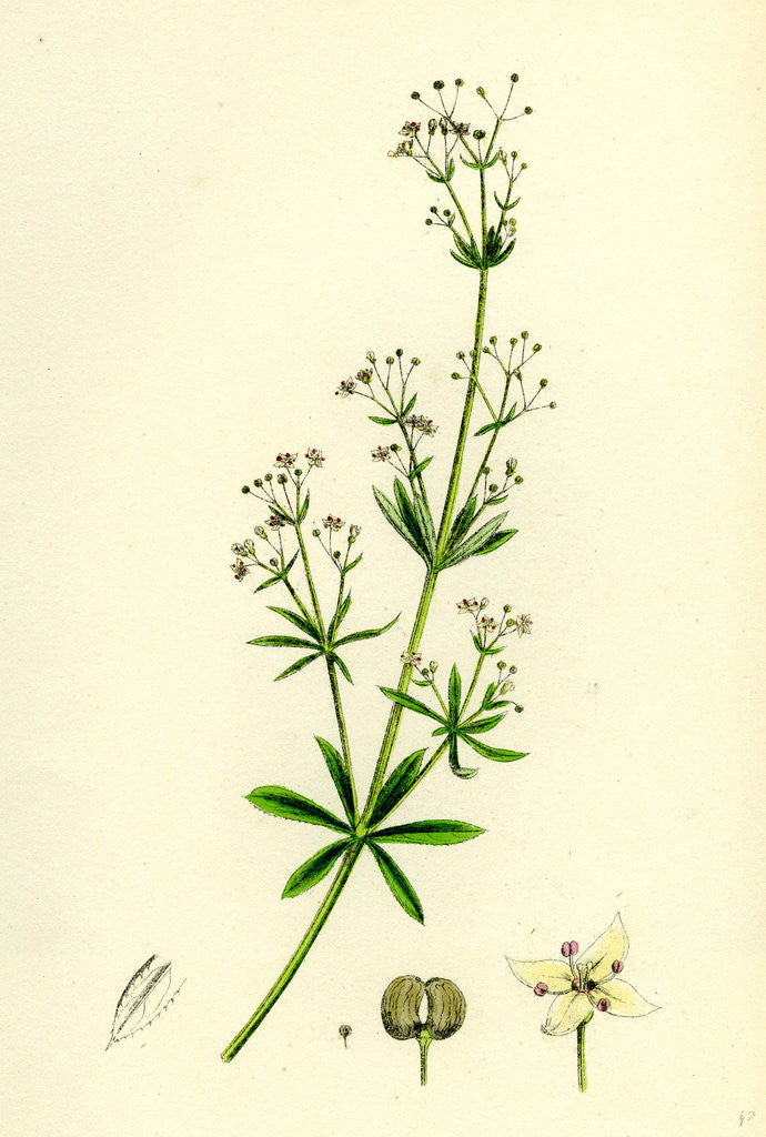 Detail of Galium Erectum Var. Aristatum Narrow-Leaved Great Bedstraw Var. Y. by Anonymous