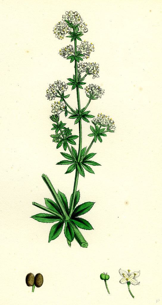 Detail of Galium Elatum Common Great Bedstraw by Anonymous