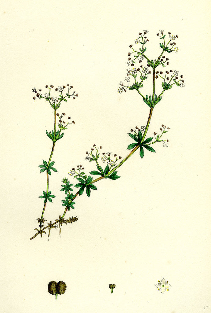 Detail of Galium Saxatile Heath Bedstraw by Anonymous