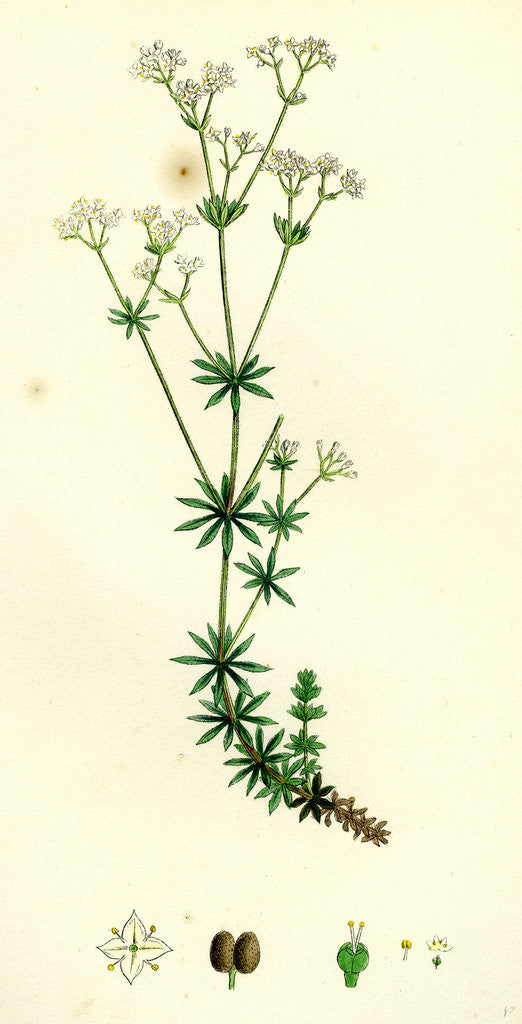 Detail of Galium Sylvestre Slender Bedstraw by Anonymous