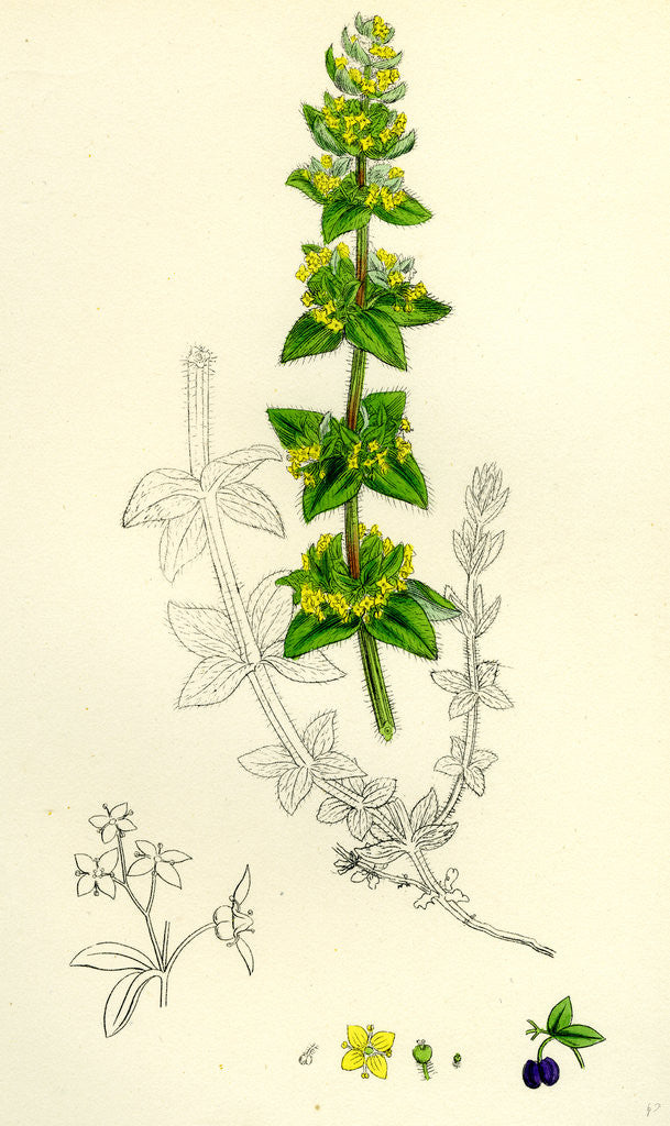 Detail of Galium Cruciatum Mugwort by Anonymous