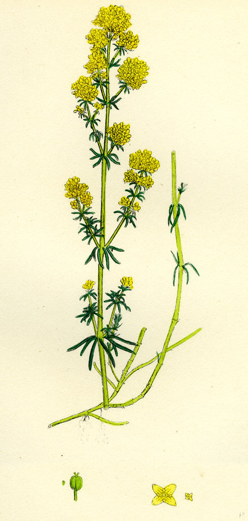Detail of Galium Verum Yellow Bedstraw by Anonymous