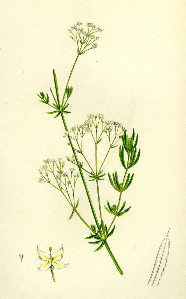Detail of Galium Diffusum Diffuse Bedstraw by Anonymous