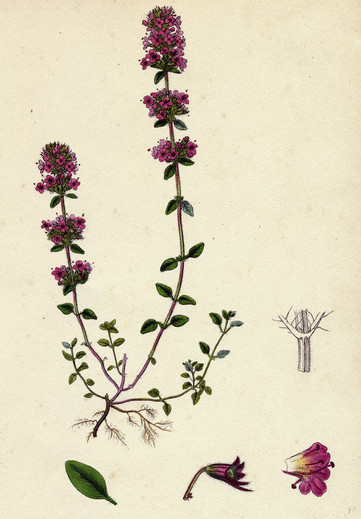 Detail of Thymus Chamaedrys Larger Wild Thyme by Anonymous