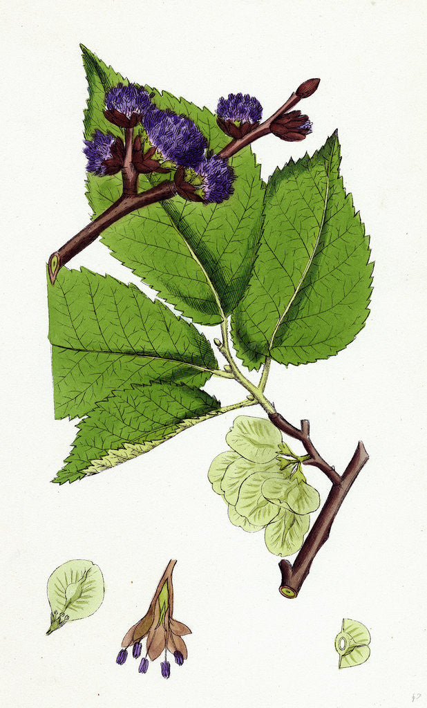 Detail of Ulmus Montana Broad-Leaved Elm by Anonymous