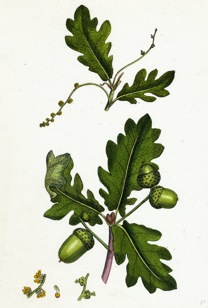 Detail of Quercus Pedunculata Common Oak by Anonymous