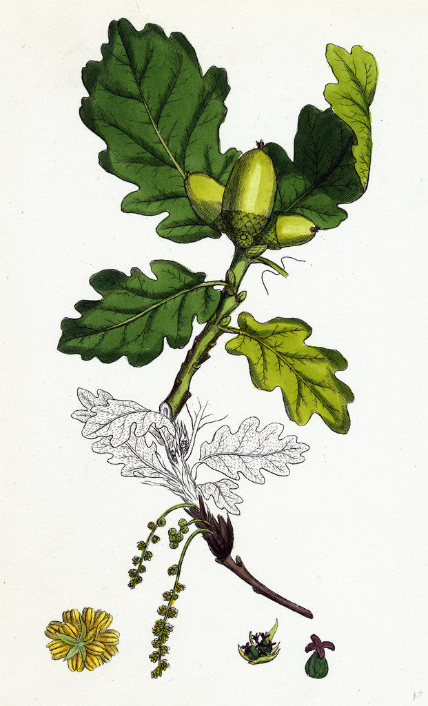Detail of Quercus Sessiliflora Sessile-Fruited Oak by Anonymous