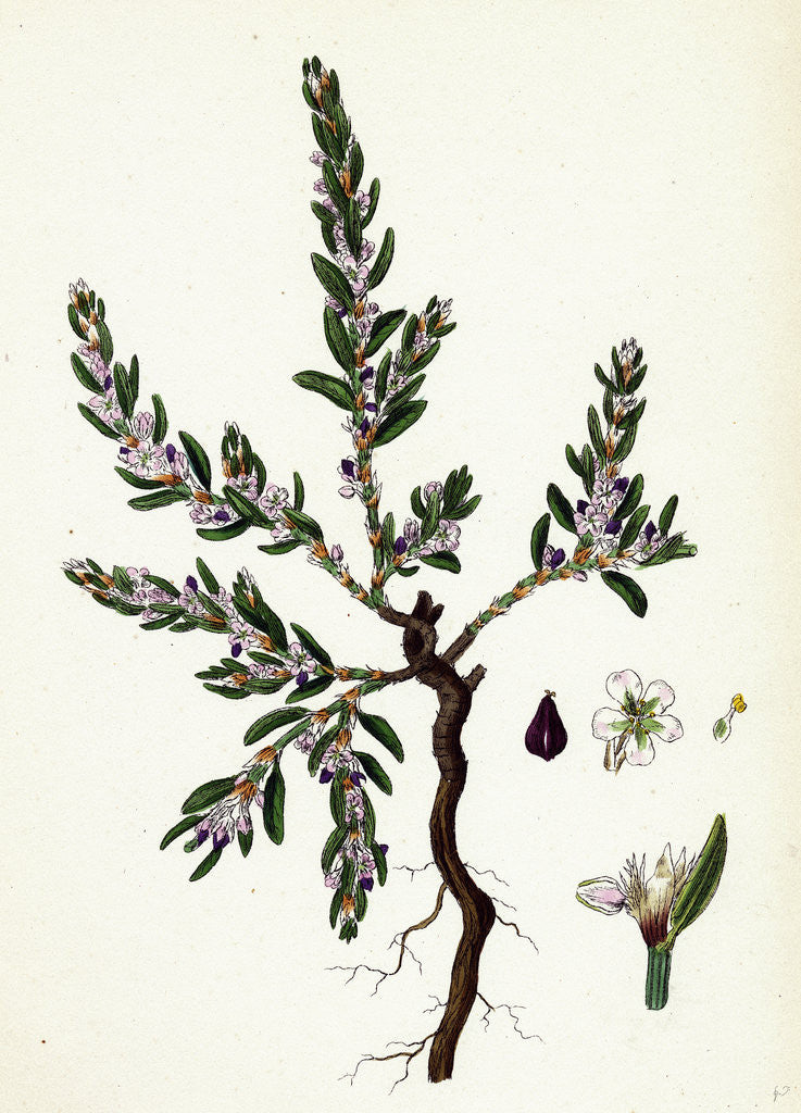 Detail of Polygonum Maritimum Sea Knot-Grass by Anonymous