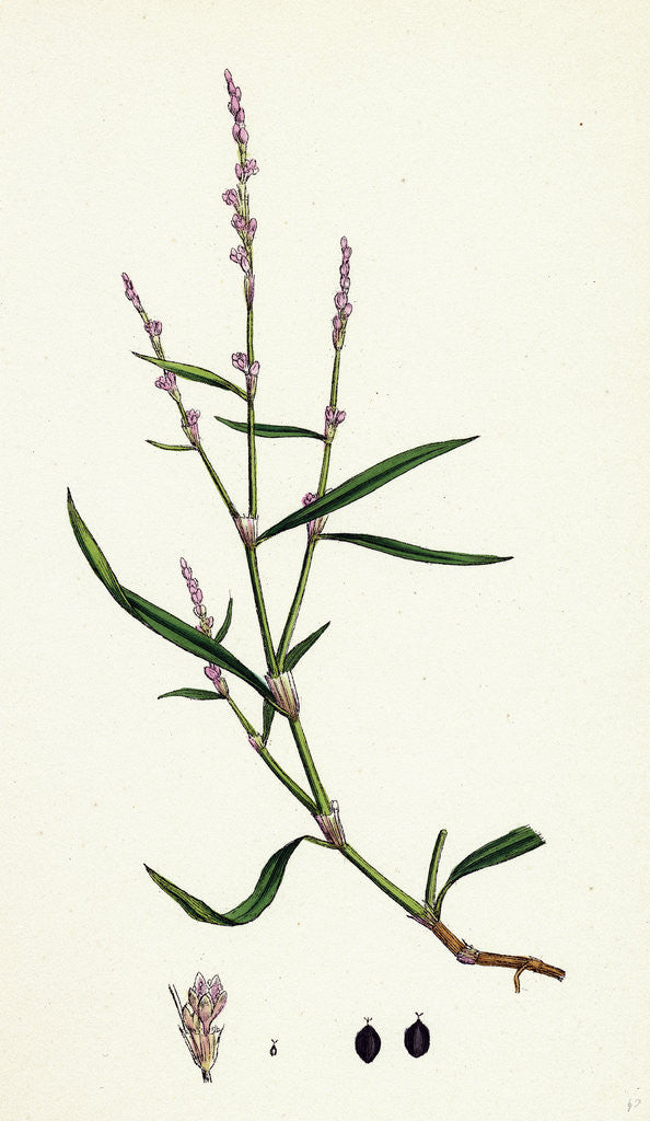 Detail of Polygonum Minus Small Persicaria by Anonymous