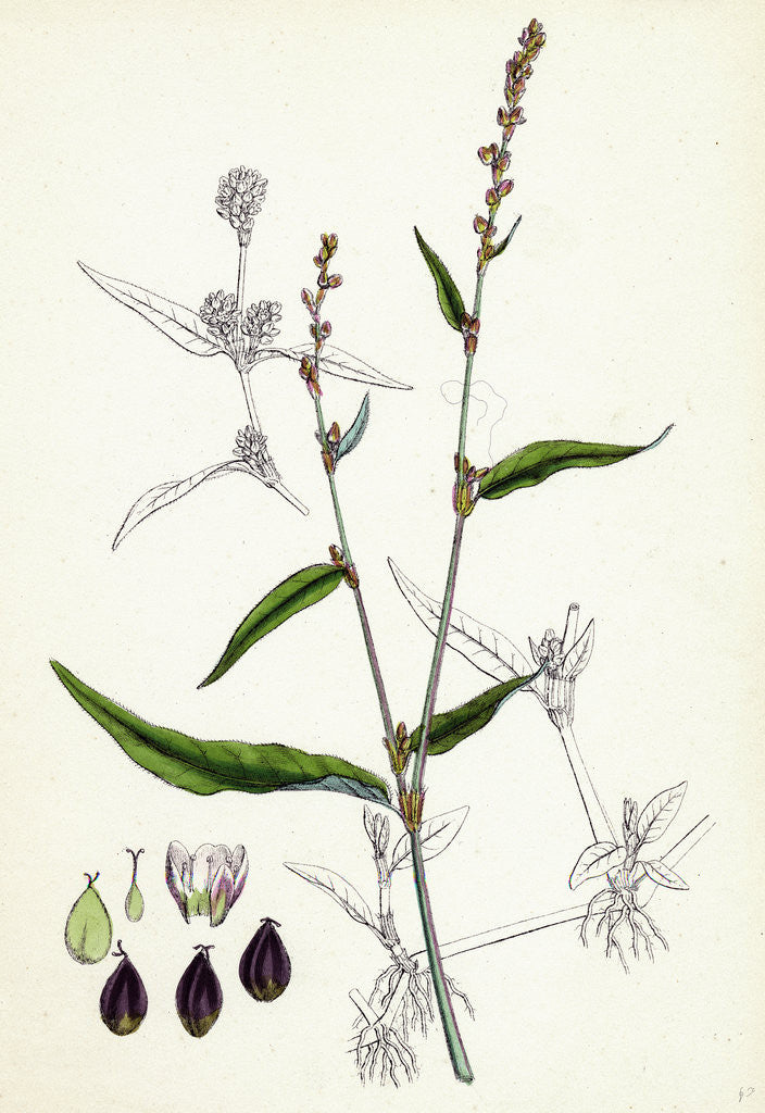Detail of Polygonum Mite Lax-Flowered Persicaria by Anonymous