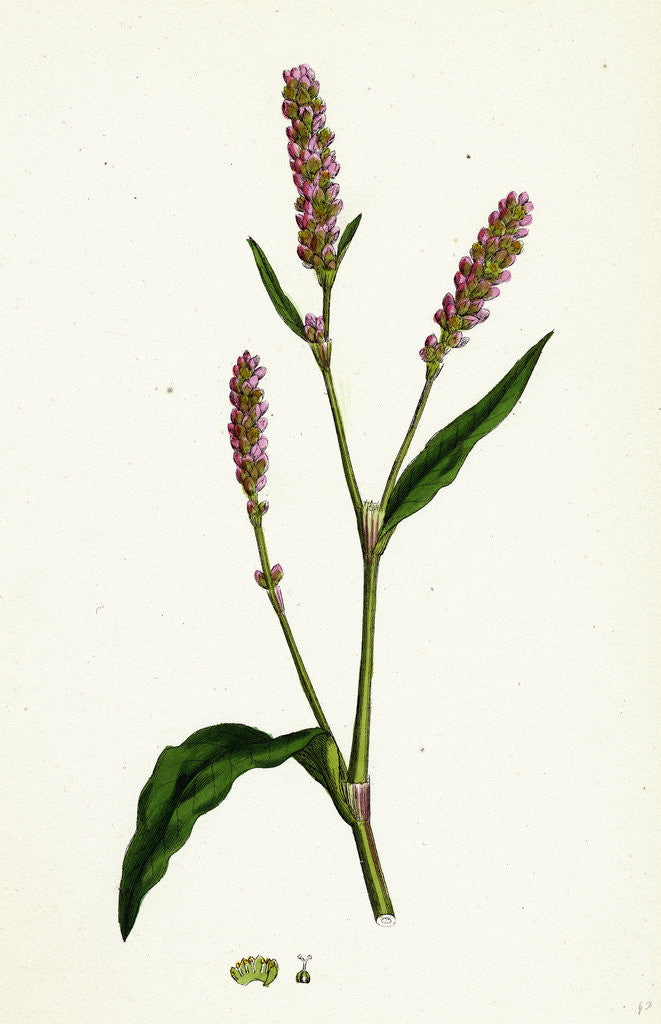 Detail of Polygonum Persicaria Var. Elatum Spotted Persicaria Var. B. by Anonymous