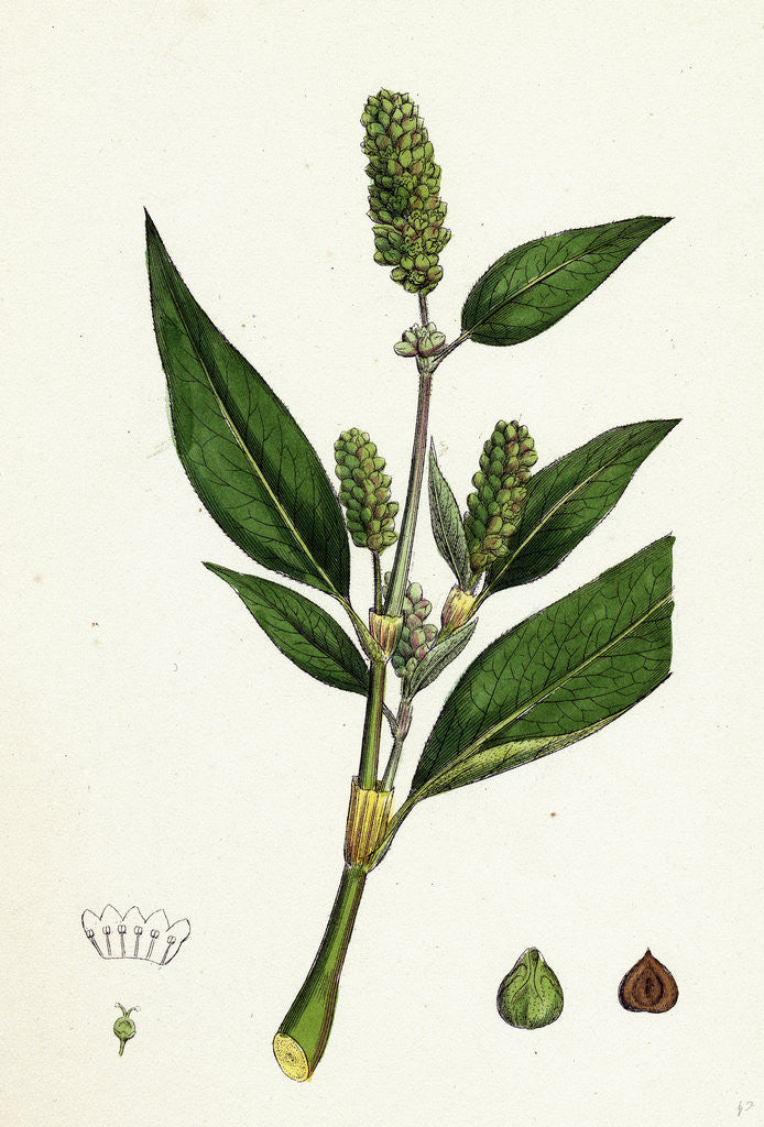 Detail of Polygonum Lapathifolium Var. Genuinum Glandular Persicaria Var. A. by Anonymous