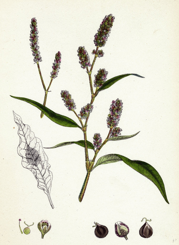 Detail of Polygonum Lapathifolium Var. Nodosum Glandular Persicaria Var. B. by Anonymous