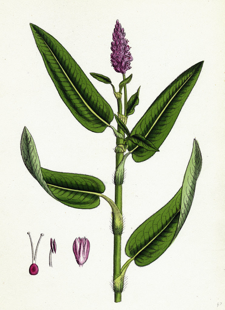 Detail of Polygonum Amphibium Terrestre Amphibious Bistort Terrestial Form by Anonymous