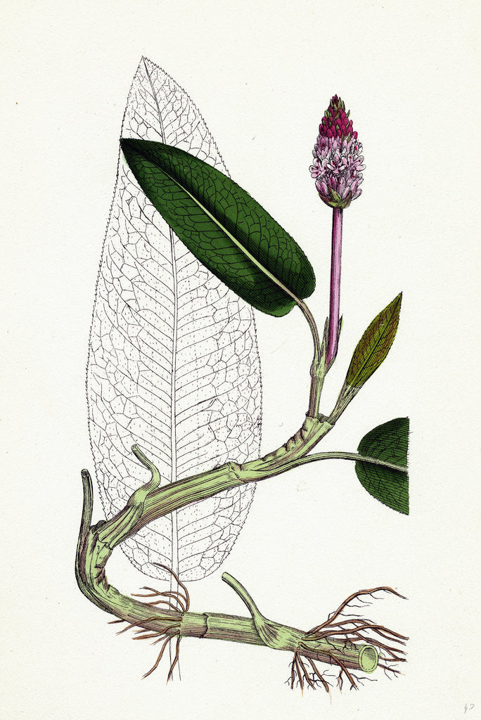 Detail of Polygonum Amphibium Natans Amphibious Bistort Aquatic Form by Anonymous