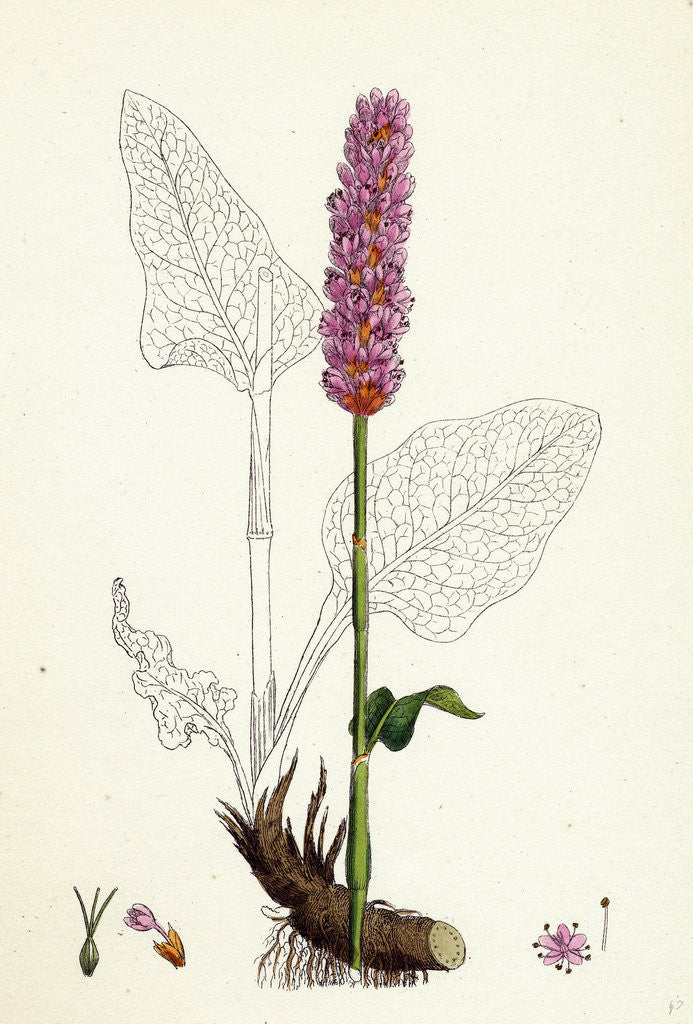 Detail of Polygonum Bistorta Common Bistort by Anonymous