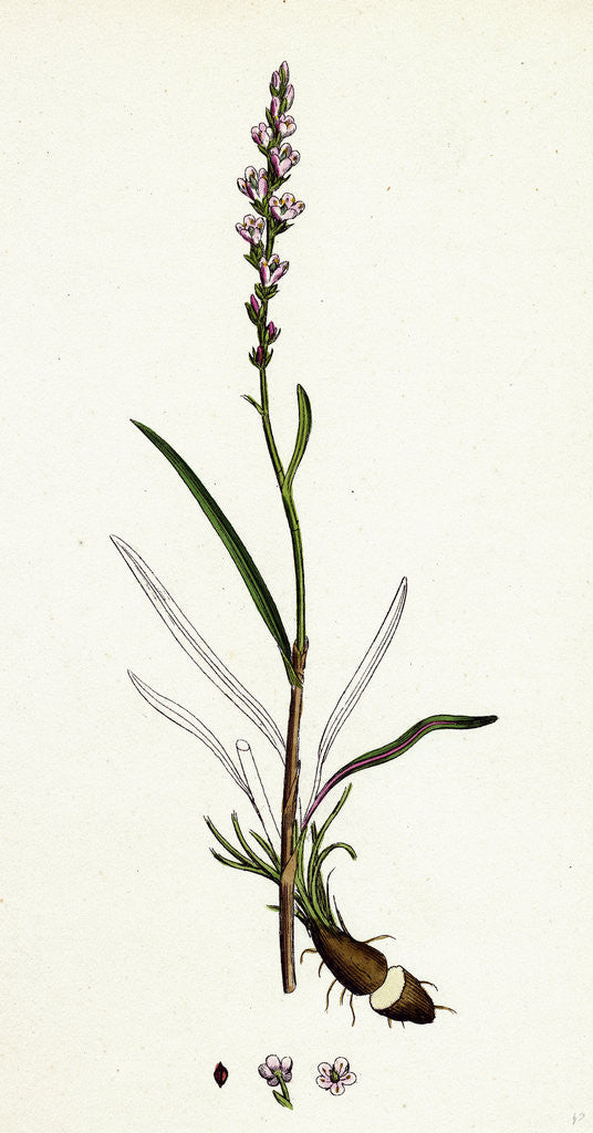 Detail of Polygonum Viviparum Viviparous Bistort by Anonymous