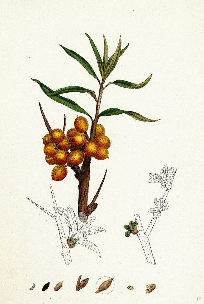 Detail of Hippophyäe Rhamnoides Sea Buckthorn by Anonymous