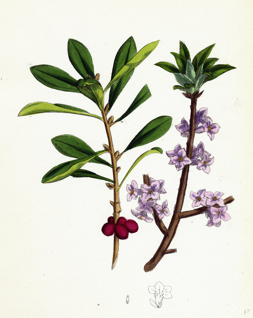 Detail of Daphne Mezereum Mezereon by Anonymous