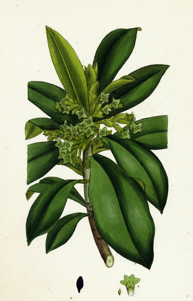 Detail of Daphne Laureola Spurge Laurel by Anonymous
