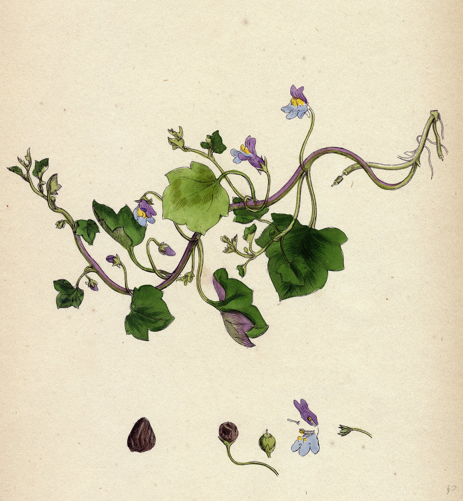 Detail of Linaria Cymbalaria Ivy-Leaved Toadflax by Anonymous