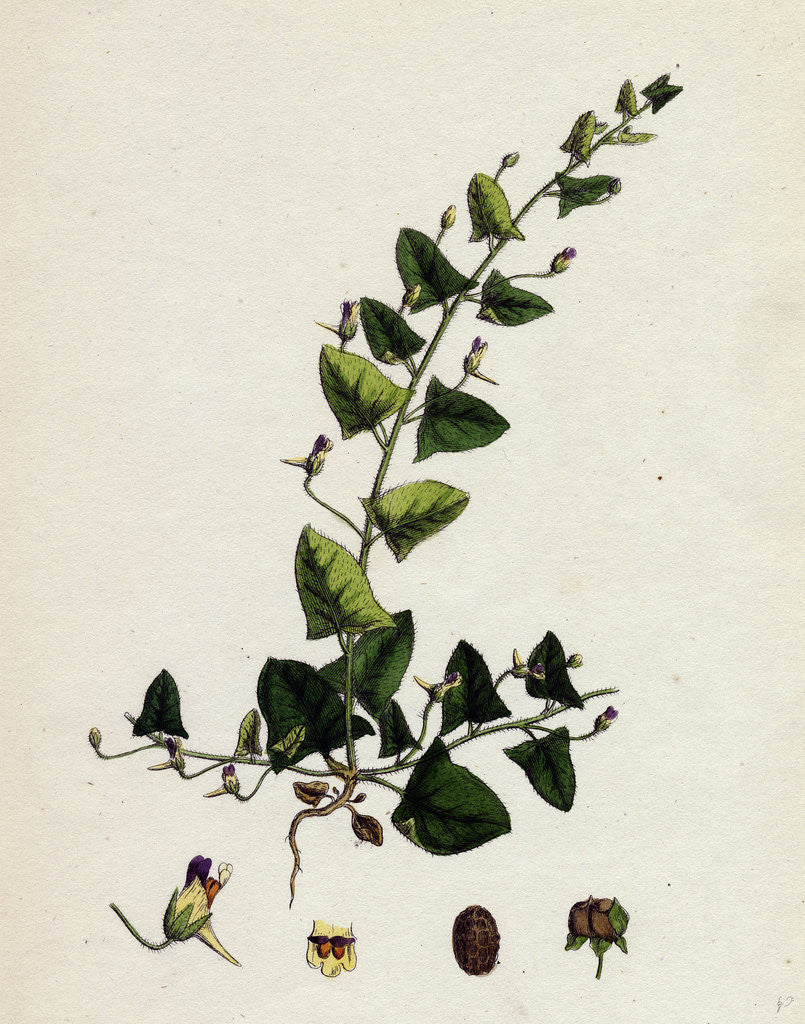 Detail of Linaria Elatine Sharp-Leaved Fluellin by Anonymous