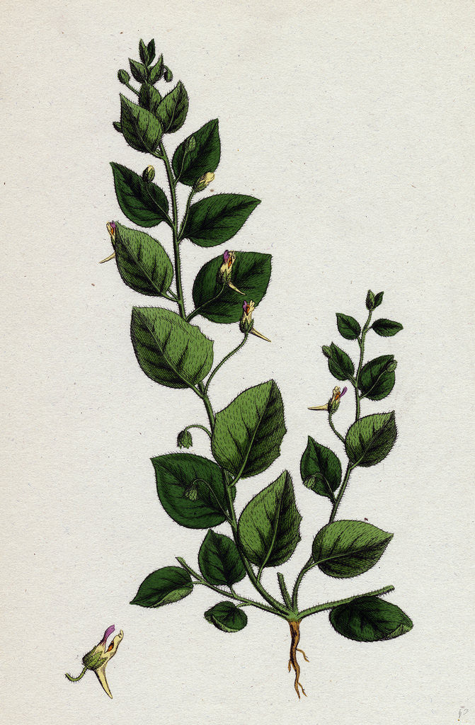 Detail of Linaria Spuria Round-Leaved Fuellin by Anonymous