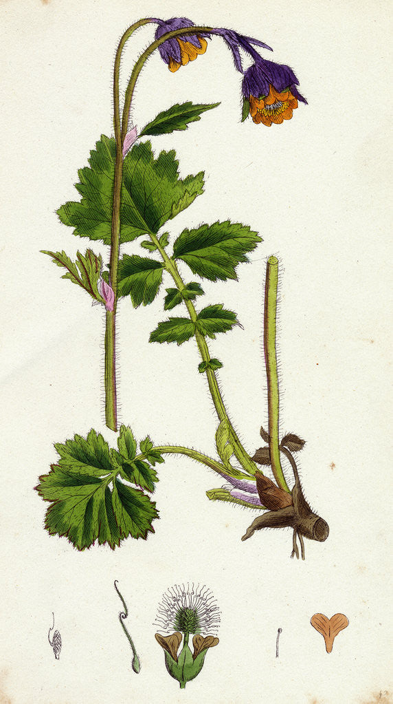 Detail of Geum Rivale Water Avens by Anonymous