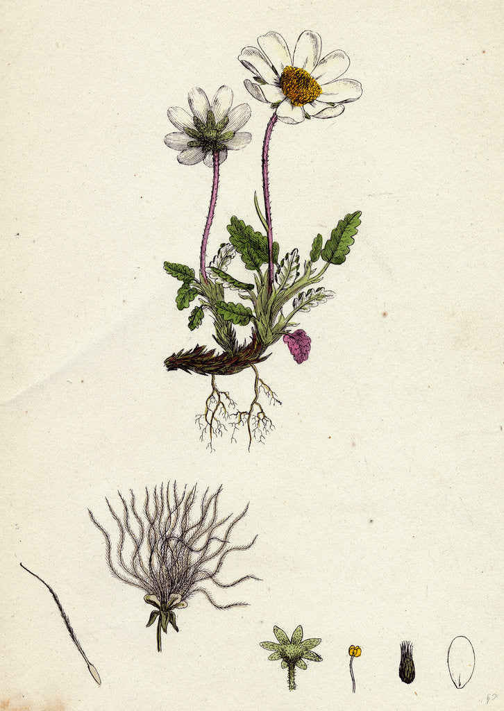 Detail of Dryas Octopetala Mountain Avens by Anonymous