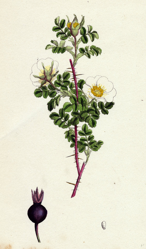 Detail of Rosa Spinosissima Common Burnet-Rose by Anonymous