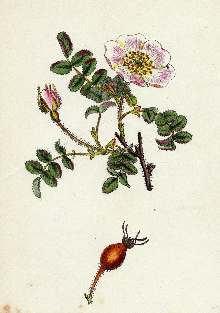 Detail of Rosa Rubella Red Fruited Burnet-Rose by Anonymous