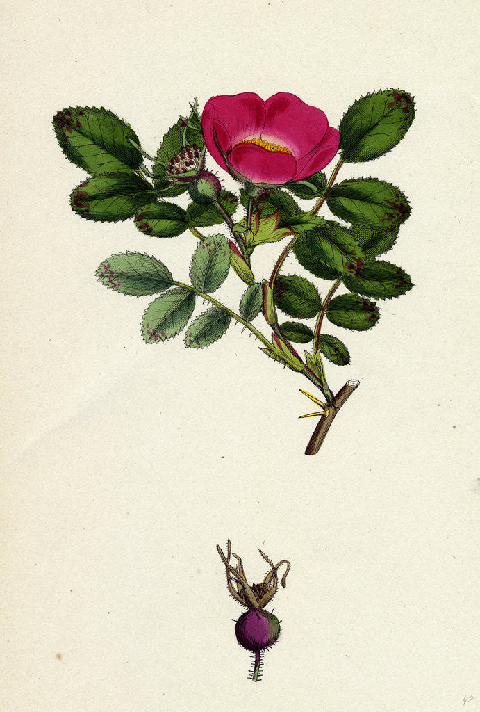 Detail of Rosa Mollissima Soft-Leaved Rose by Anonymous