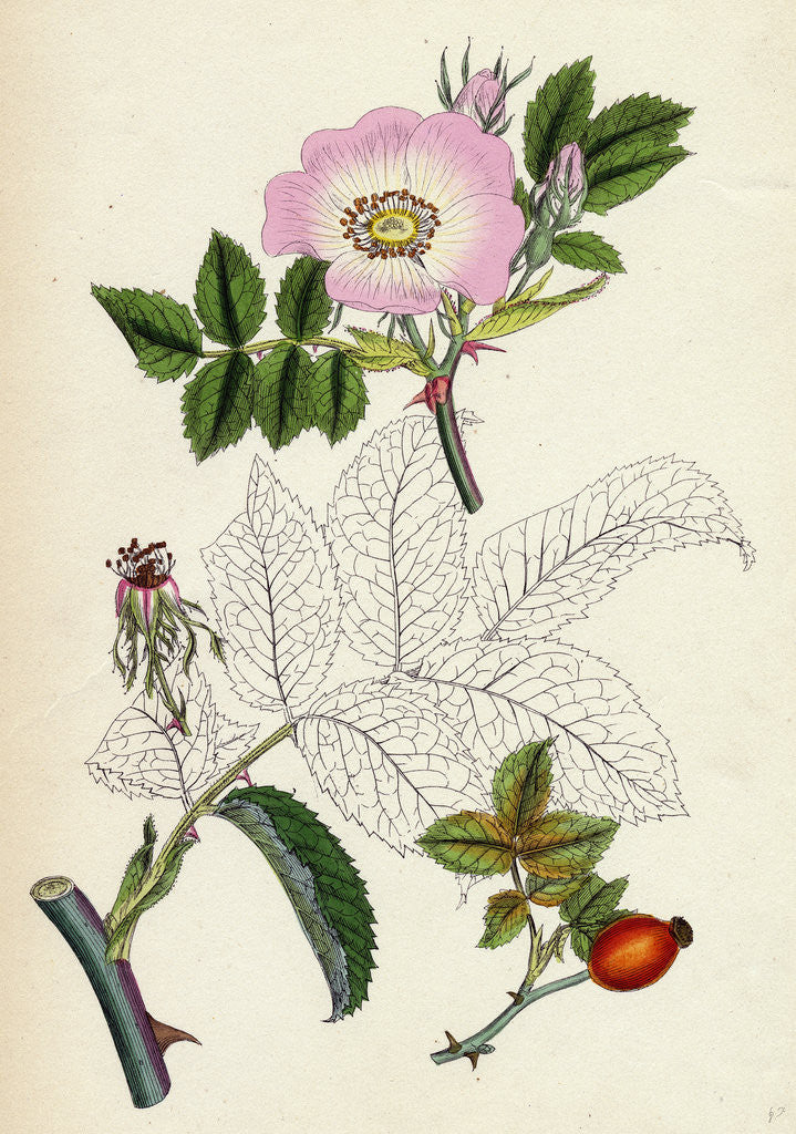 Detail of Rosa Canina Common Dog-Rose by Anonymous
