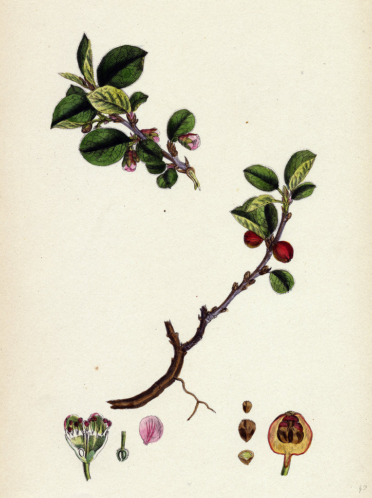 Detail of Cotoneaster Vulgaris Common Cotoneaster by Anonymous