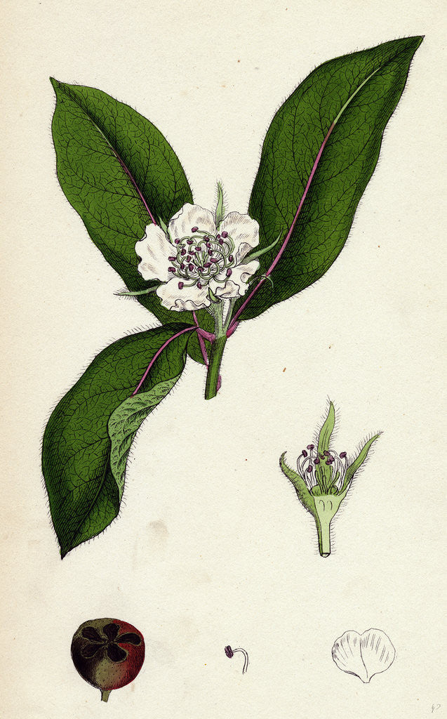 Detail of Mespilus Germanica Wild Medlar by Anonymous