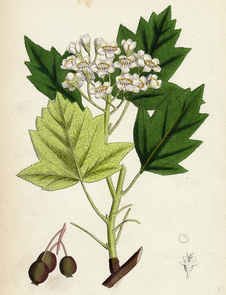 Detail of Pyrus Torminalis Wild Service-Tree by Anonymous