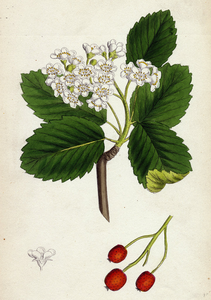 Detail of Pyrus Eu-Aria Common White-Beam by Anonymous