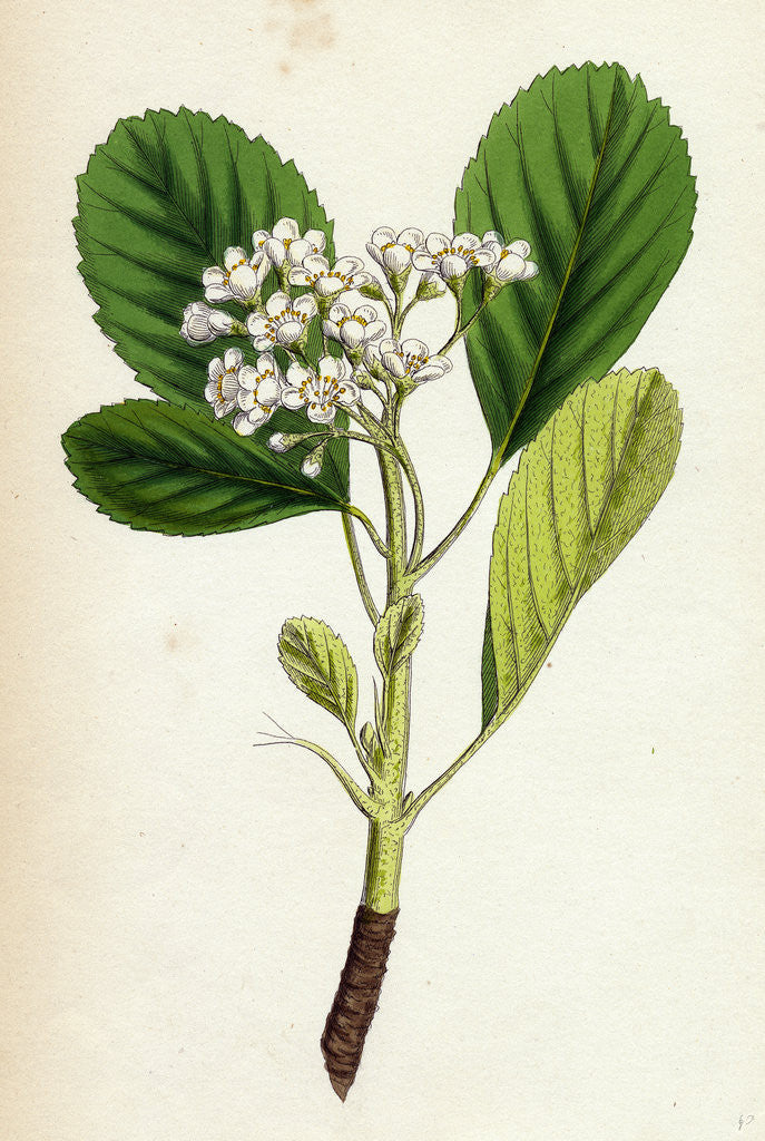 Detail of Pyrus Rupicola Rock White-Beam by Anonymous