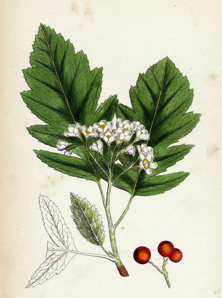 Detail of Pyrus Fennica Bastard Mountain-Ash by Anonymous