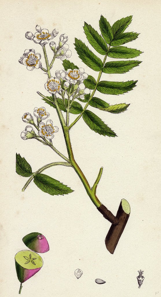 Detail of Pyrus Domestica Service-Tree by Anonymous