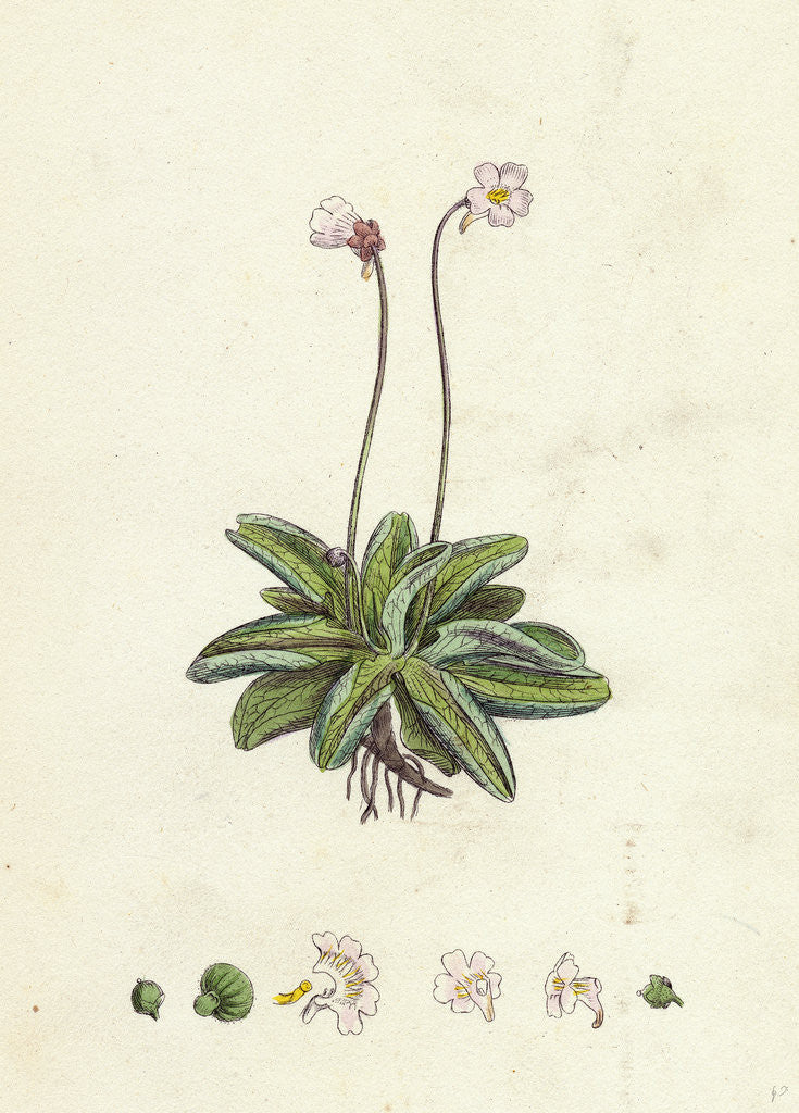 Detail of Pinguicula Lusitanica Pale Butterwort by Anonymous