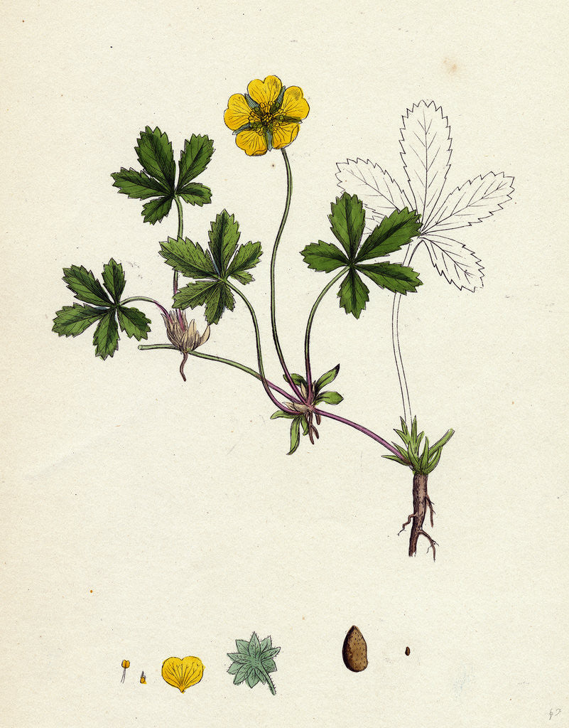 Detail of Potentilla Reptans Creeping Cinquefoil by Anonymous