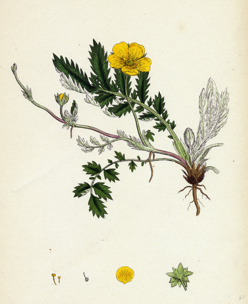 Detail of Potentilla Anserina Silver-Weed by Anonymous